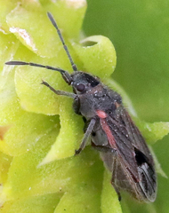 Lygaeospilus tripunctatus