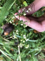 Galium