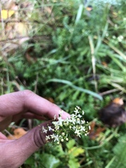 Galium