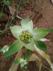 Euphorbia schiedeana