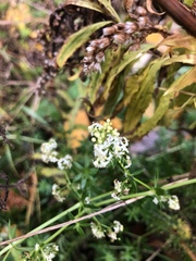 Galium