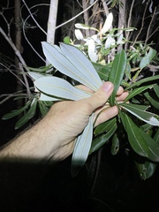 Banksia integrifolia compar