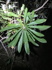 Banksia integrifolia compar