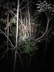 Banksia integrifolia compar