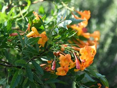 Tecoma fulva guarume