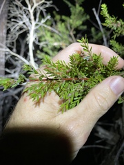 Melaleuca sieberi