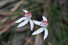 Caladenia gracilis