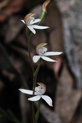 Caladenia gracilis