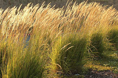 Calamagrostis × acutiflora