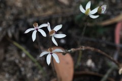 Caladenia gracilis