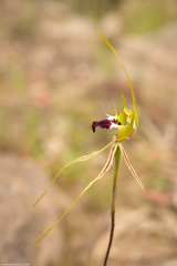 Caladenia atrovespa