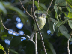 Tolmomyias sulphurescens