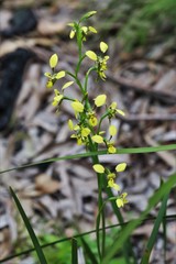 Diuris abbreviata