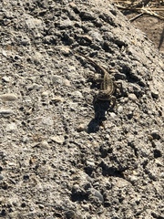 Sceloporus occidentalis