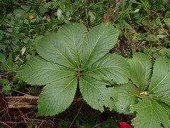 Rodgersia aesculifolia