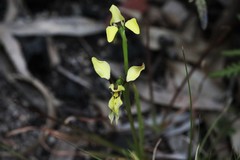 Diuris abbreviata