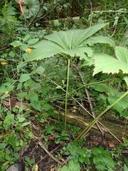 Rodgersia aesculifolia