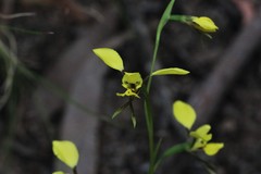Diuris abbreviata