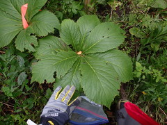 Rodgersia aesculifolia