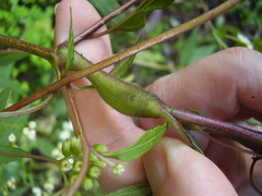 Procecidochares alani
