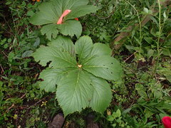Rodgersia aesculifolia