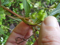 Procecidochares alani