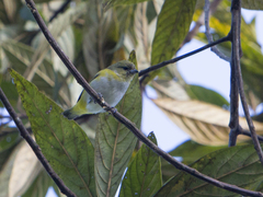 Euphonia trinitatis