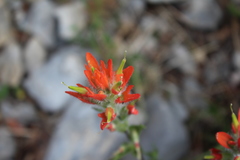 Castilleja scorzonerifolia