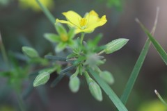Hibbertia australis