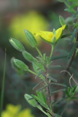 Hibbertia australis