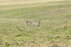 Odocoileus virginianus ustus