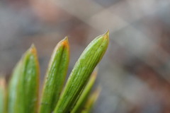 Aciphylla similis