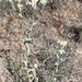 Pseudognaphalium canescens - Photo (c) Conor and Alexandra,  זכויות יוצרים חלקיות (CC BY-NC), uploaded by Conor and Alexandra