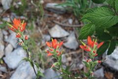 Castilleja scorzonerifolia