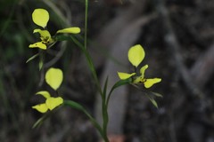 Diuris abbreviata
