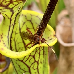 Labeninae