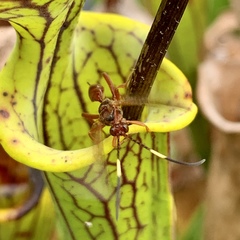 Labeninae