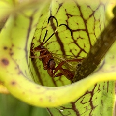 Labeninae
