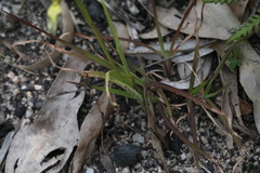 Diuris abbreviata