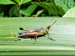 Amblytropidia robusta