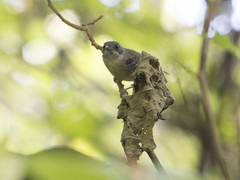 Dysithamnus mentalis