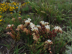 Dudleya nesiotica