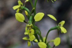 Diuris abbreviata