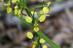 Diuris abbreviata
