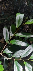 Alangium villosum