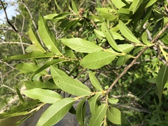 Salix pseudomyrsinites