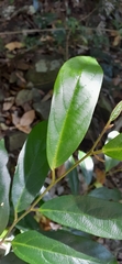Alangium villosum