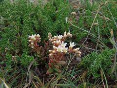Dudleya nesiotica
