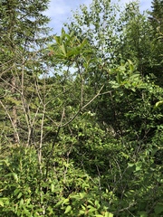 Salix pseudomyrsinites