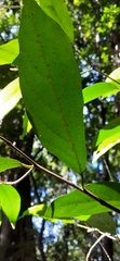 Alangium villosum